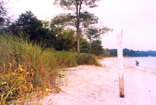 Patuxent River shoreline