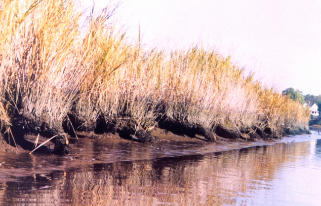 Erosion along a Patuxent River marsh area has created a series of arches