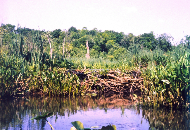 Beaver dam at Black Swamp Creek, a tributary of the Patuxent River