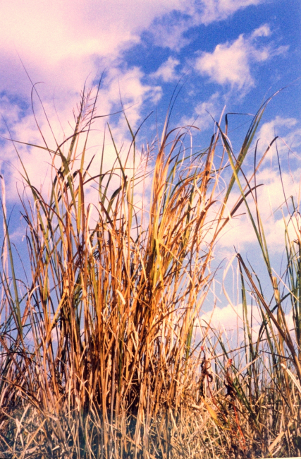 Unidentified grass type