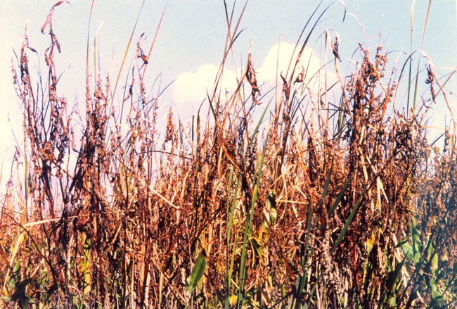 Unidentified vegetation