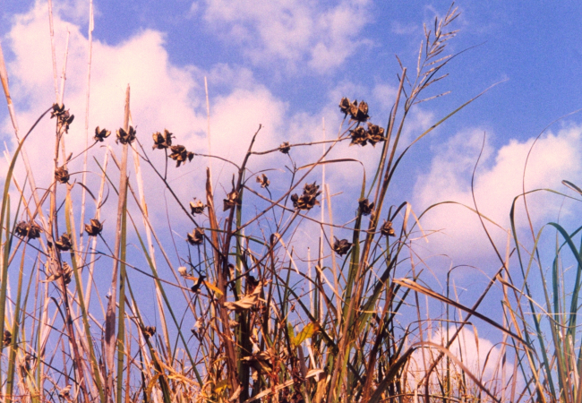 Marsh hibiscus seed pods