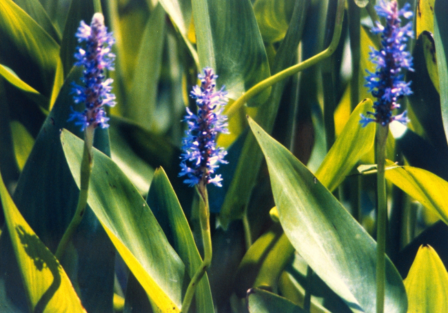 Flowers of the pickerel weed (Pontederia cordata