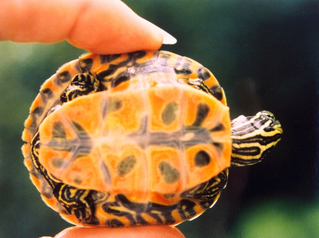 A baby red-bellied slider turtle (Pseudemys rubriventris rubriventris
