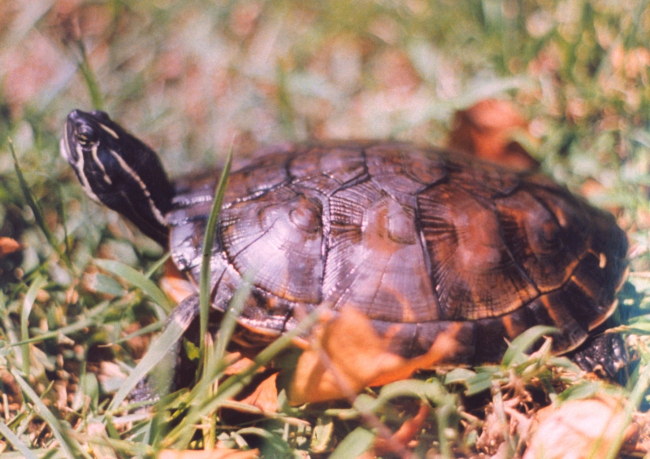 A 3-year old red-bellied slider turtle (Pseudemys rubriventris rubriventris