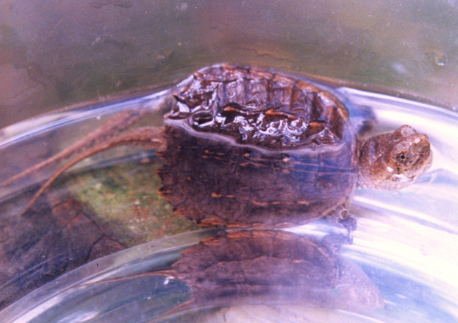 A baby snapping turtle (Chelydra serpentina