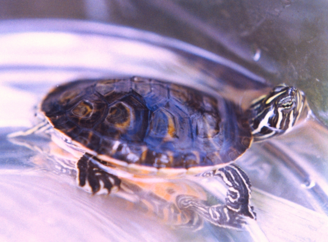 A young Redbelly Slider turtle (Pseudemys rubriventris rubriventris