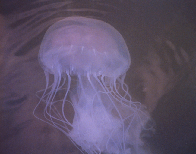 The bane of Chesapeake Bay swimmers, the stinging sea nettle, Chrysaoraquiquecirrha