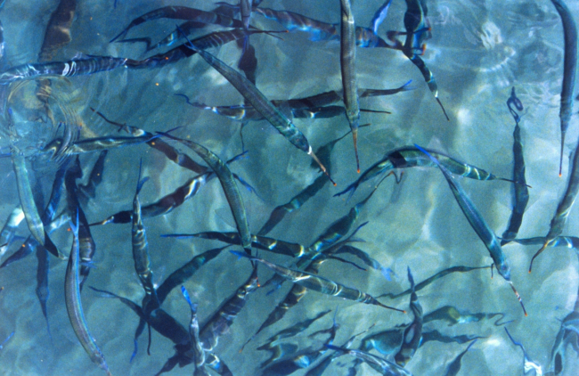Needlefish at Ali Wai Yacht Harbor