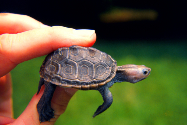 Baby diamondback terrapin, Malachlenys terrapin