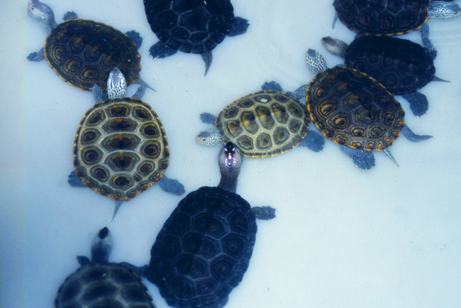 Female diamondback terrapins, Malachlenys terrapin