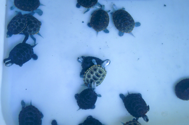Maryland terrapins being raised as part of a conservation effort