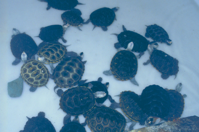 Maryland terrapins being raised as part of a conservation effort