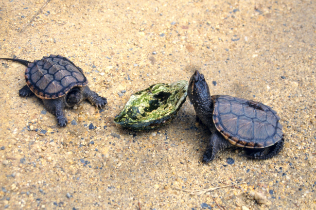 Young  Alligator Snapping Turtles,  Macroclemys temminckii
