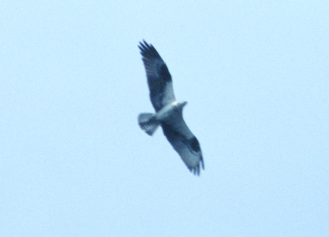 Osprey in flight