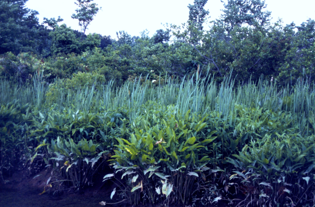 Lush wetland flora along the Patuxent River
