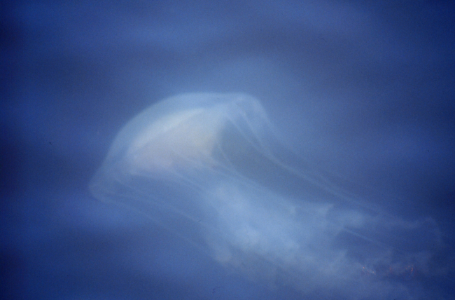 The bane of Chesapeake Bay swimmers, the stinging sea nettle, Chrysaora quiquecirrha