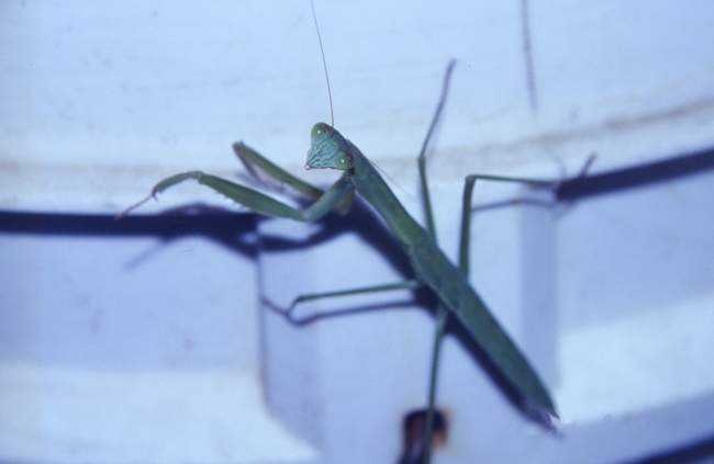 Praying mantis, Stagmomantis carolina (Johannson)