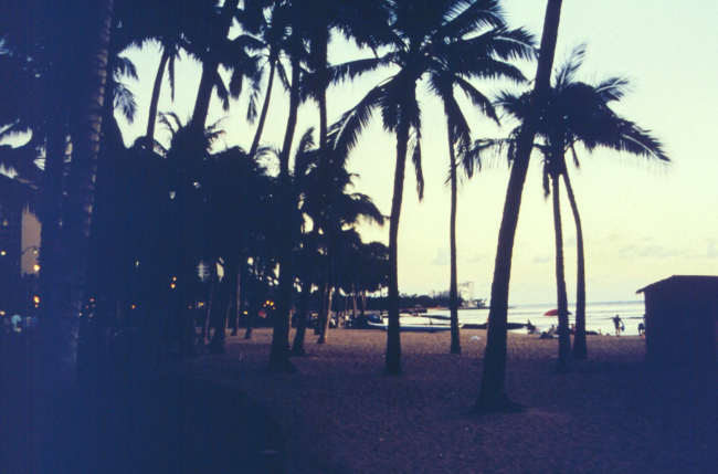 Palm trees along Waikiki Beach