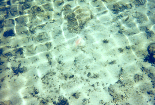 Sun reflections and sea life in the moat at Fort Jefferson