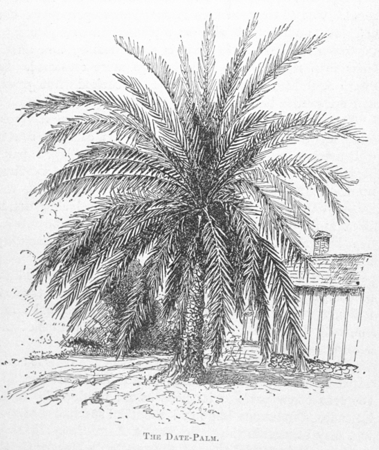 The Date-Palm - in Florida for Tourists, Invalids, and Settlers by George M