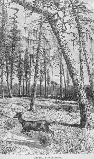 Florida Pine-Barrens - in Florida for Tourists, Invalids, and Settlers by George M