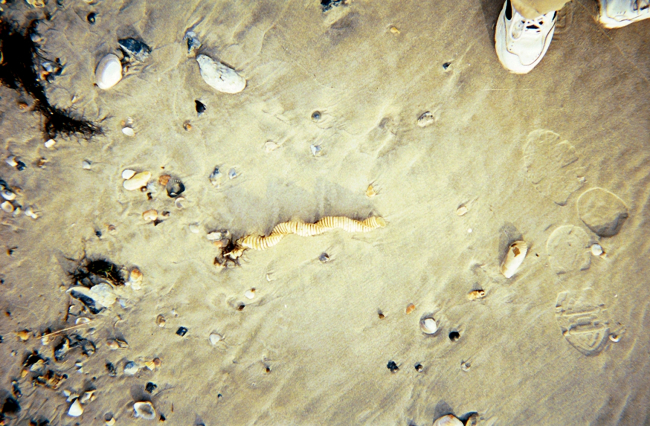 A whelk egg case, sea shells, and shoes