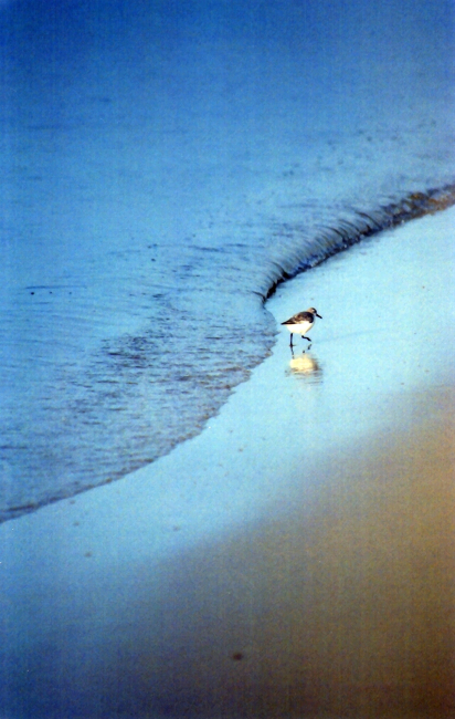 A lone sandpiper patrolling the edge of the surf line in search of dinner