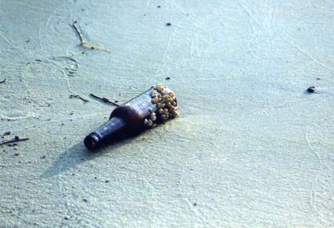 A barnacle encrusted beer bottle washed up on the shore
