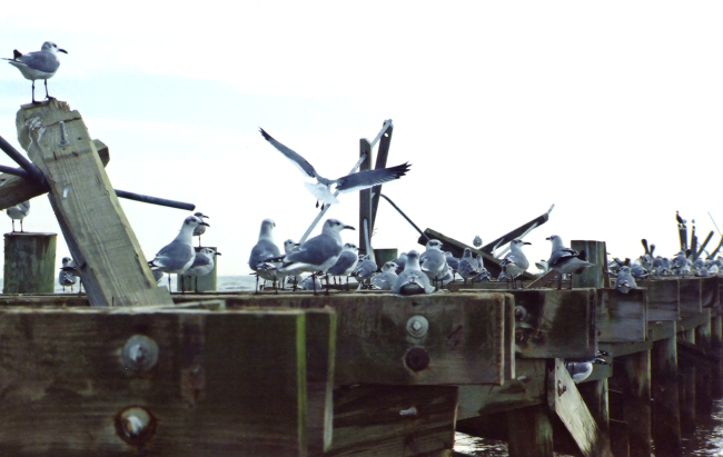 Seagulls on a hurricane-damaged pier