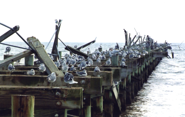 Seagulls, pelicans, and cormorants on a hurricane-damaged pier