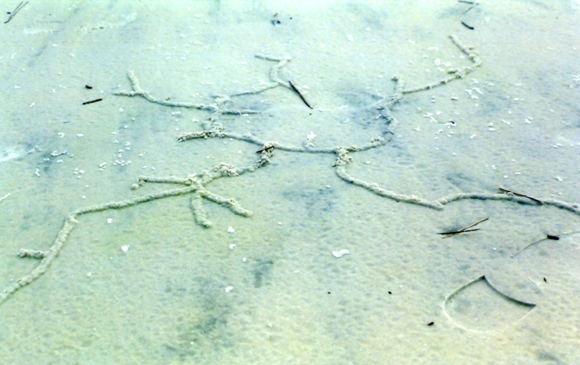 Pencil-sized tunnels caused by some type of burrowing animal caused a series of hieroglyphic appearing designs on the beach