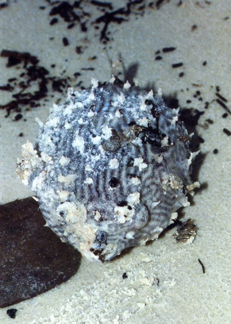 A little pufferfish washed up on the beach