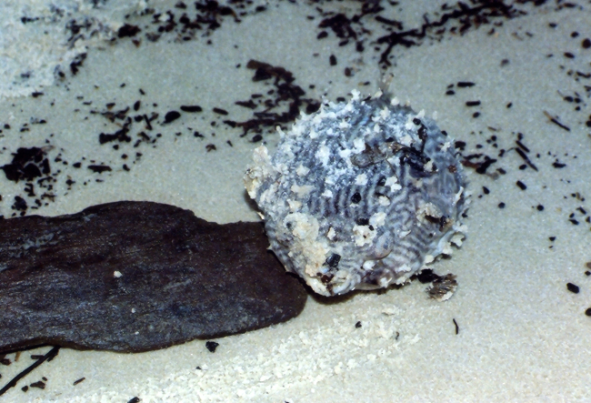 A little pufferfish washed up on the beach