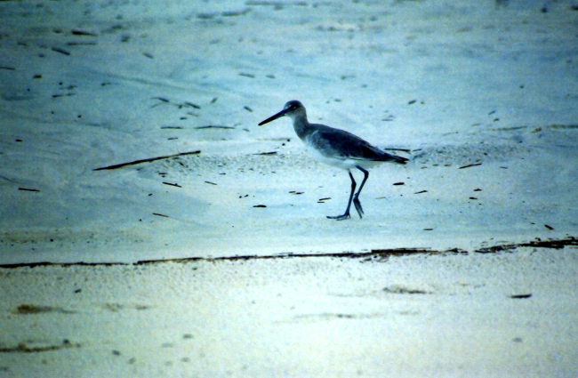 Sandpiper on the beach