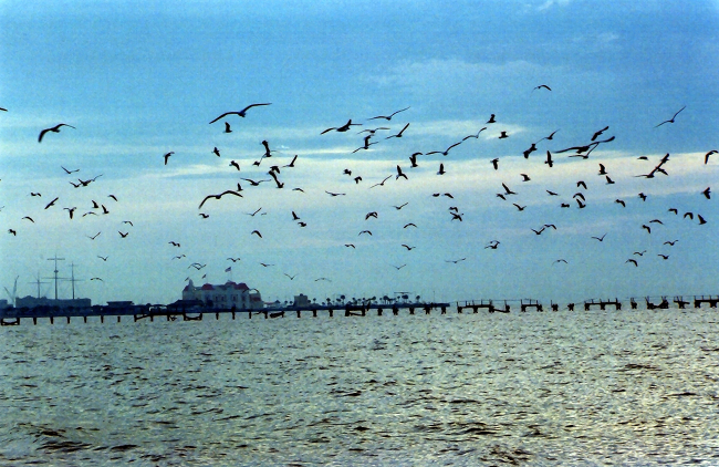 Shorebirds taking to the air