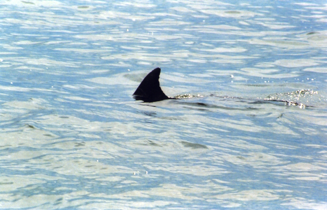 JAWS???? Nope, a dolphin caudal fin