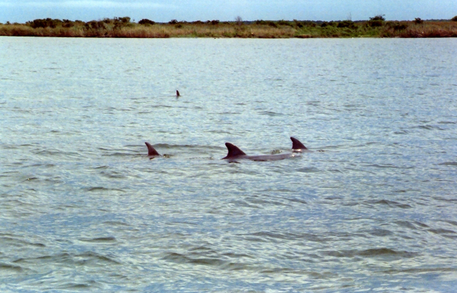 Dolphin caudal fins