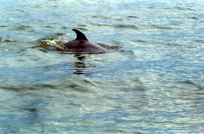 Dolphin caudal  fin