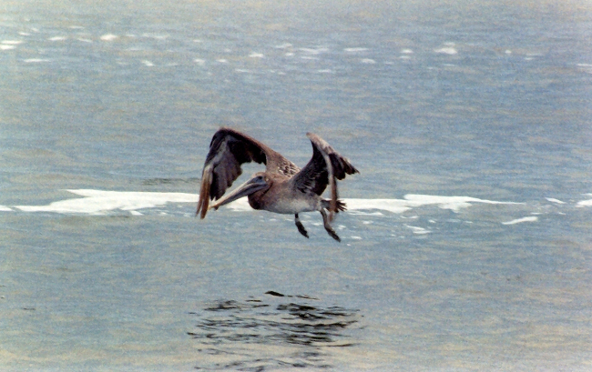 Pelican over Albemarle Sound