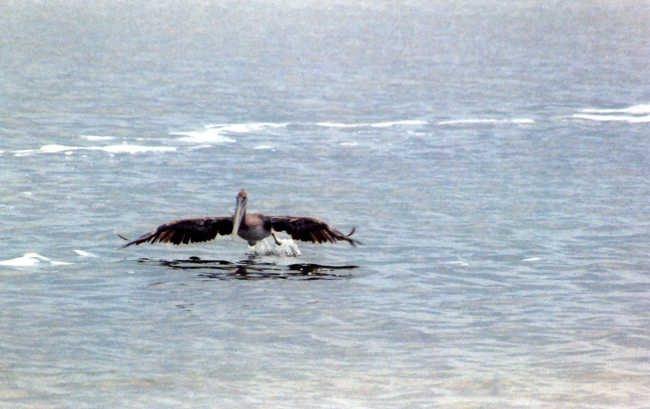 Pelican over Albemarle Sound