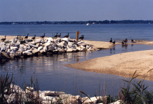 A flock of Canada geese along the Patuxent River in July
