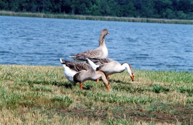 Non-native Chinese geese along the Patuxent River