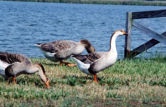 Non-native Chinese geese along the Patuxent River