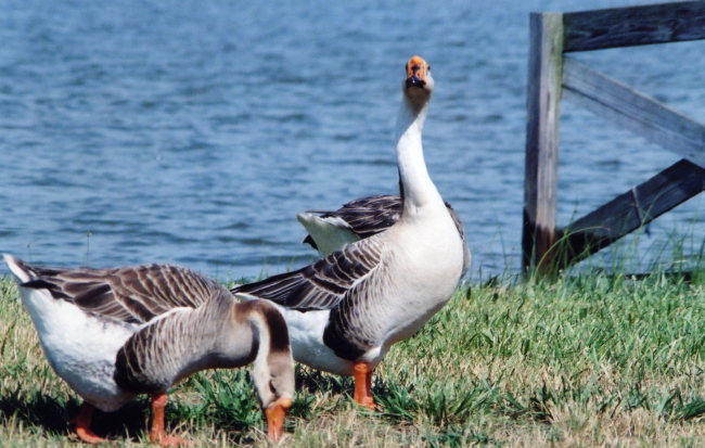 Non-native Chinese geese along the Patuxent River