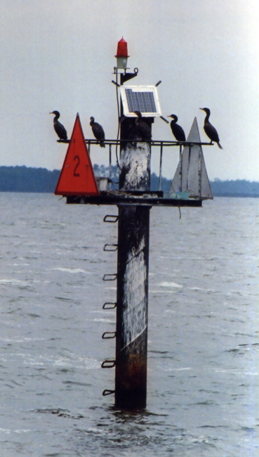 Cormorants on a channel marker
