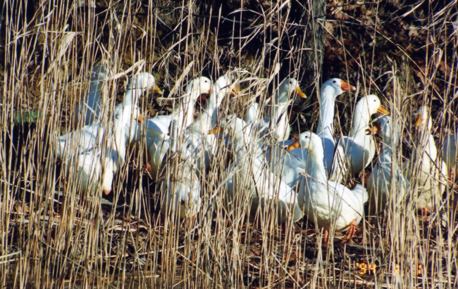 What appears to be a flock of domestic geese hanging out near theshoreline