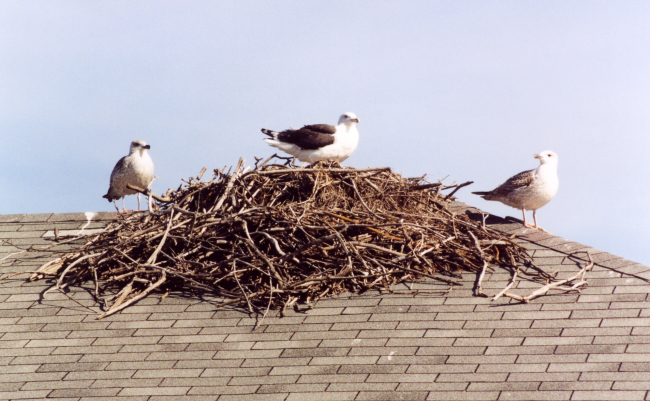 Gulls on osprey nest atop a boat house