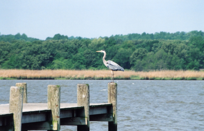 Great blue heron perched on a pier piling