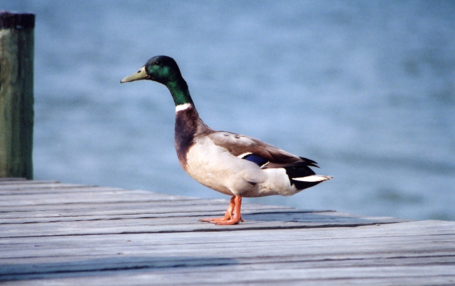 Mallard duck on a pier